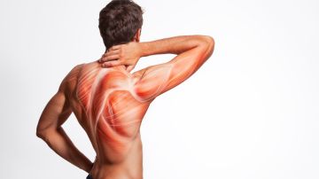Man's,Back,Muscle,And,Body,Structure.,Human,Body,View,From