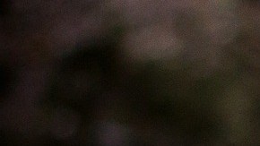 Capturan a un lobo gris mexicano que se escapó del zoológico de Cleveland