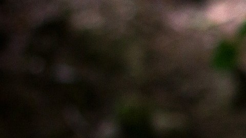 Capturan a un lobo gris mexicano que se escapó del zoológico de Cleveland