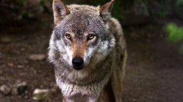 Capturan a un lobo gris mexicano que se escapó del zoológico de Cleveland