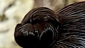 La actriz Maite Perroni y Andrés Tovar se casaron el pasado 8 de octubre.