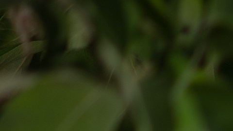 Quniceañera
