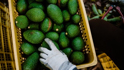 Aguacates