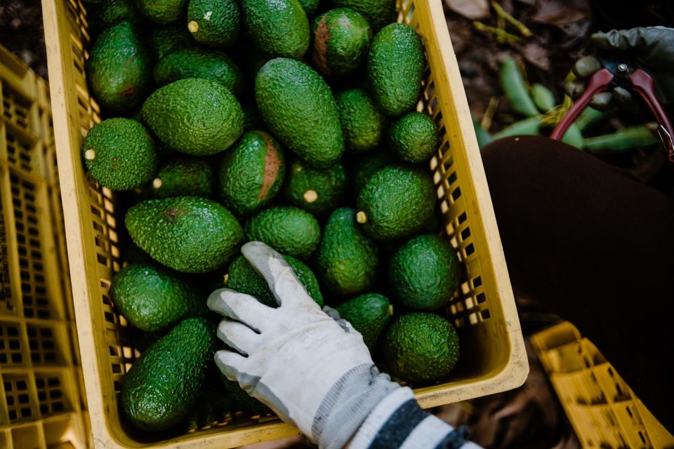 300,000 avocados are given away in Philadelphia through an event called the “Avogeddon”