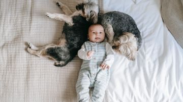Bebé y perros