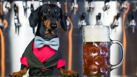 Cerveza para perros