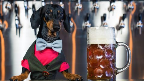 Cerveza para perros