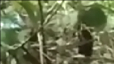 Jahrah, de 54 años de edad, fue devorada por una enorme pitón.