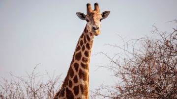 La jirafa pisoteó a la niña de 16 meses hasta matarla.