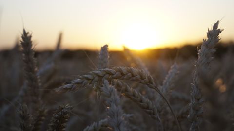 RUSSIA-AGRICULTURE-HARVEST-WHEAT