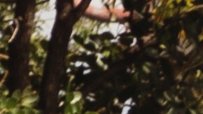 Migrantes Florida Delaware Illinois