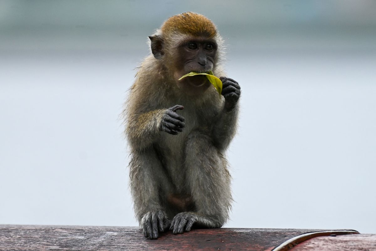Virus "mortal" en monos a punto de propagarse a los humanos.