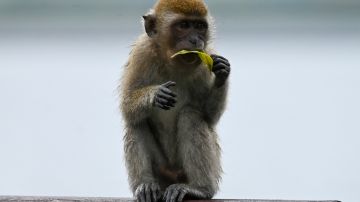 Virus "mortal" en monos a punto de propagarse a los humanos.