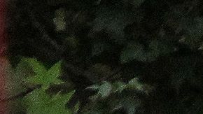 Las autoridades de Zapopan llegaron al lugar donde se registró la balacera.