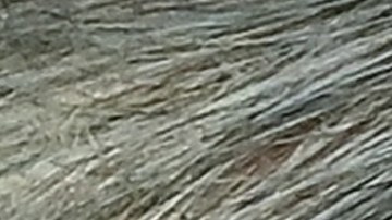 Carlo Ancelotti llega a el Clásico con intenciones de sellar su buen momento tras haber clasificado a octavos de Champions. Del otro lado, Xavi tratará de levantar al equipo azulgrana que tiene pocas posibilidades de clasificar a la próxima fase de la Copa de Europa y solo un milagro le haría esquivar la Europa League.