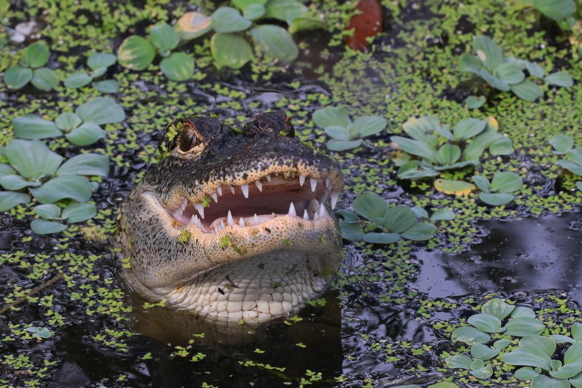 Video: Caimán salta del agua y muerde el nuevo dron de un hombre de Florida  - El Diario NY