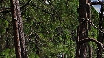 Las inundaciones causadas por el huracán Ian aumentaron los casos de bacterias carnívoras.