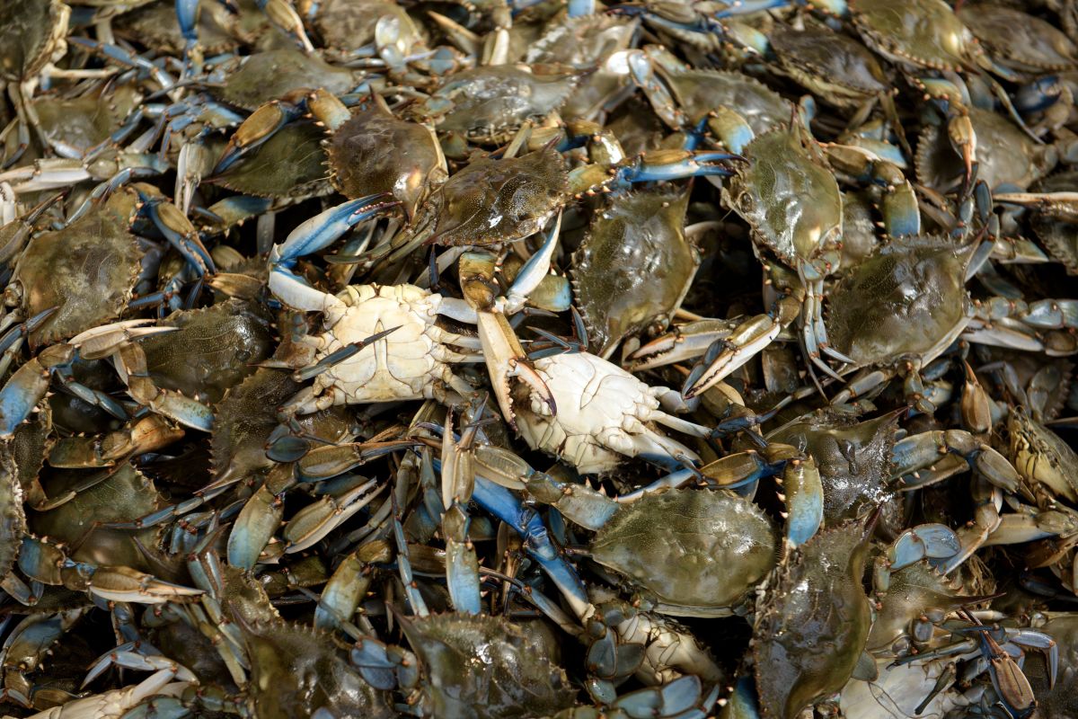 Snow crab season canceled in Alaska due to strange population collapse