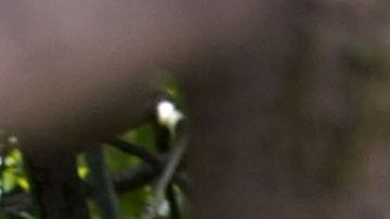 Se espera que Florida produzca la cosecha de naranjas más pequeña en casi 80 años.