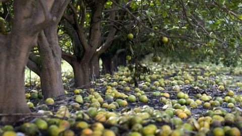 Se espera que Florida produzca la cosecha de naranjas más pequeña en casi 80 años.
