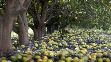 Se espera que Florida produzca la cosecha de naranjas más pequeña en casi 80 años.