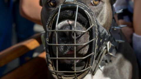 Los perros mataron a la mujer en una casa del condado de Troup en Georgia.