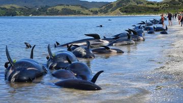232 ballenas quedaron varadas el viernes en Tupuangi Beach y otras 245 en Waihere Bay el lunes.