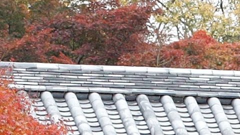 El templo Tofukuji alberga un baño que data del siglo XV.