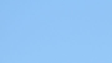 Coyote Cutee se sienta partido tras partido en la Curva Nord de Bari, donde siempre busca el momento para mostrar sus atributos.