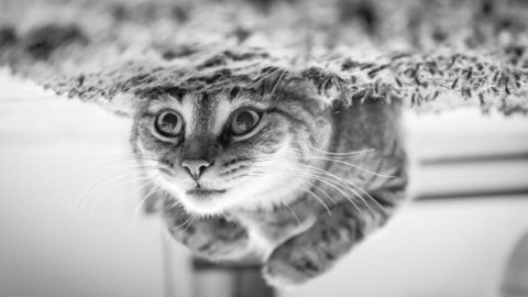 El indefenso gato era lanzado una y otra vez al mar.