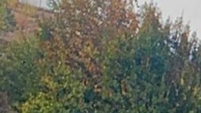 Arsen y Tigran compartieron sus últimos momentos de vida en Instagram.