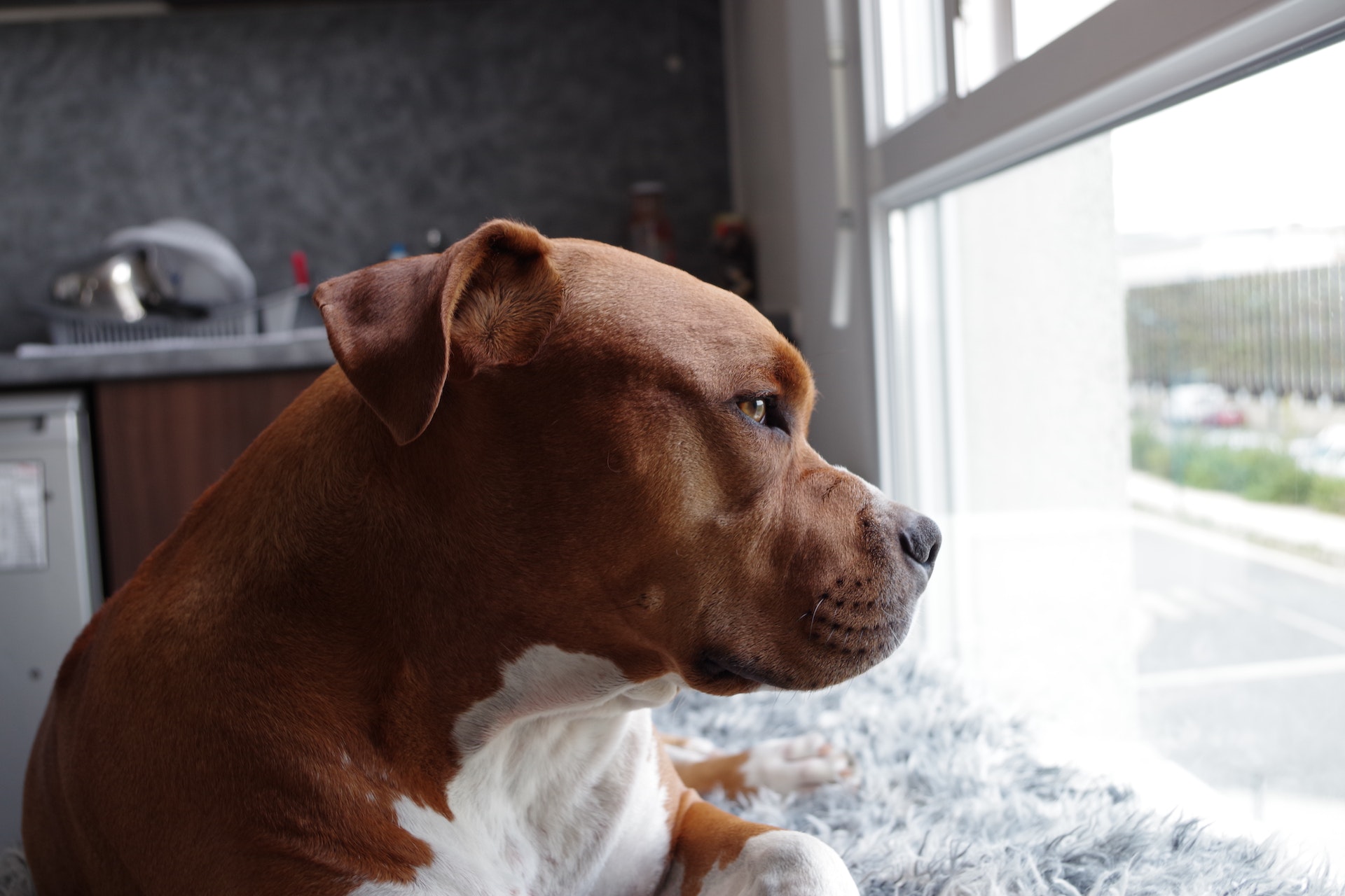 Bebé Murió Mordido Por Dos Perros En Su Hogar En Nueva York - El Diario Ny