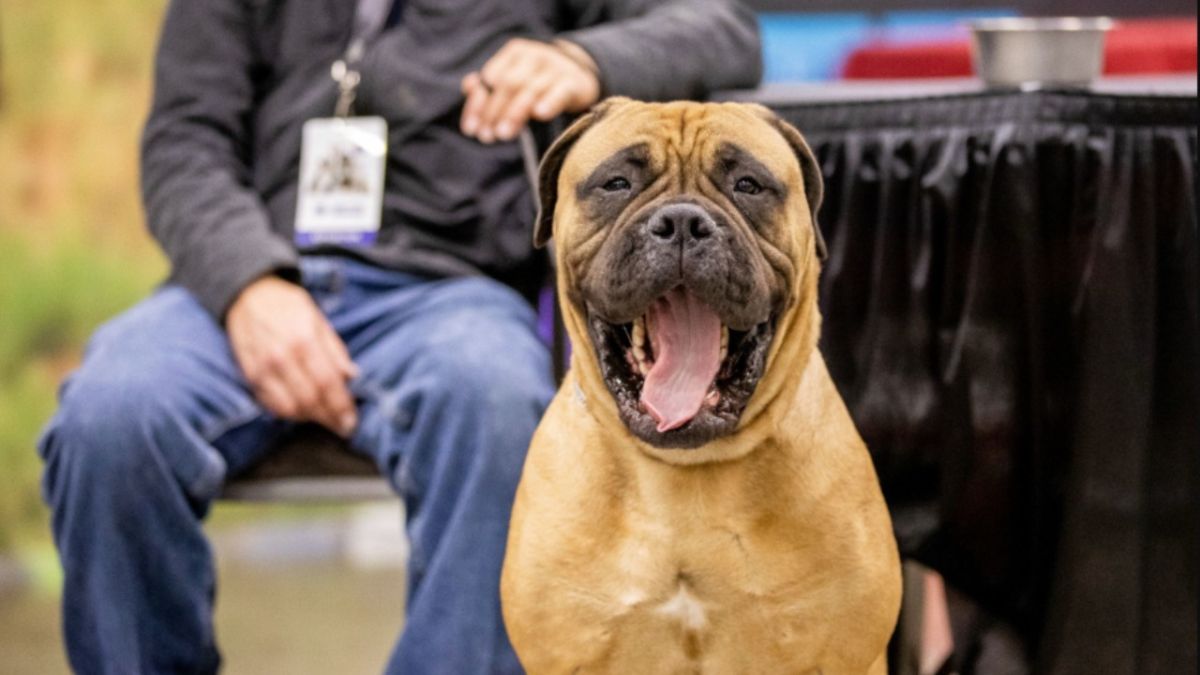 El espectáculo canino más grande de Estados Unidos regresa al Centro Jacob K. Javits en la ciudad de Nueva York cuando The American Kennel Club 