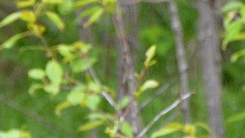 El oso negro hizo una travesura y se robó una mochila.