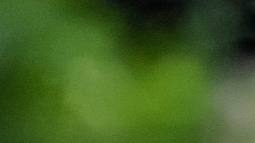 Nuevo ataque de oso grizzly en Wyoming.