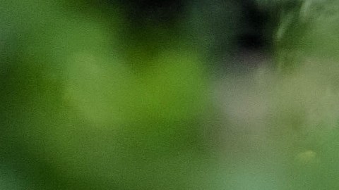 Nuevo ataque de oso grizzly en Wyoming.