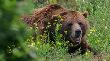 Nuevo ataque de oso grizzly en Wyoming.