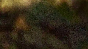 Un oso negro embistió a la mujer mientras sacaba a su perro.