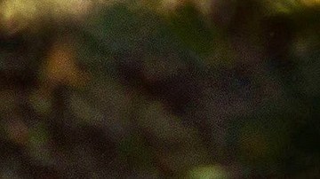 Un oso negro embistió a la mujer mientras sacaba a su perro.