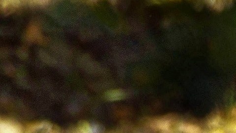 Un oso negro embistió a la mujer mientras sacaba a su perro.