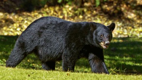 Un oso negro embistió a la mujer mientras sacaba a su perro.