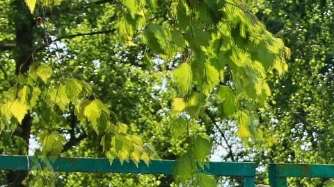 Hallaron contaminación radiactiva en la Escuela Primaria Jana en el Distrito Escolar Hazelwood en Florissant.