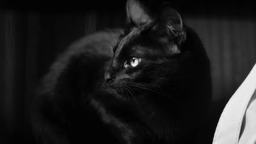 Gato negro mala suerte