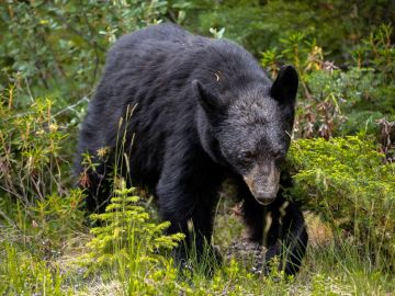 El enorme oso fue filmado y fotografiado por un periodista.