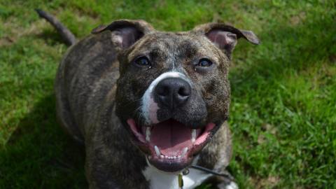 Perro pit bull/Archivo.