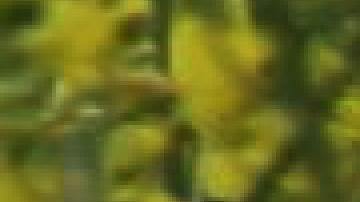 El ciervo atacó a la mujer provocándole heridas graves.