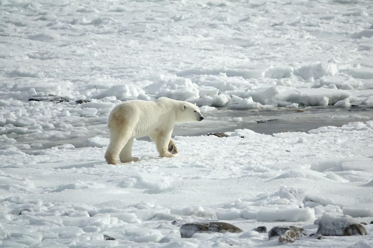 El oso polar se desliza de una singular manera para no romper las capas de hielo.