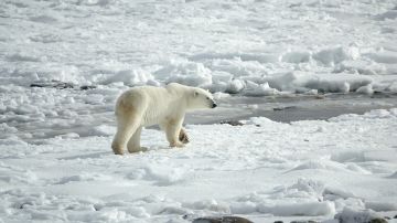 El oso polar se desliza de una singular manera para no romper las capas de hielo.