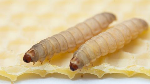Larvas de cera