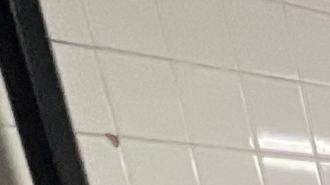 Desamparados Nueva York